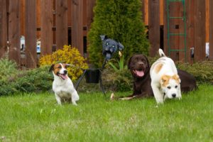 Four dogs of various breeds sitting, laying, and playing in a fenced in yard