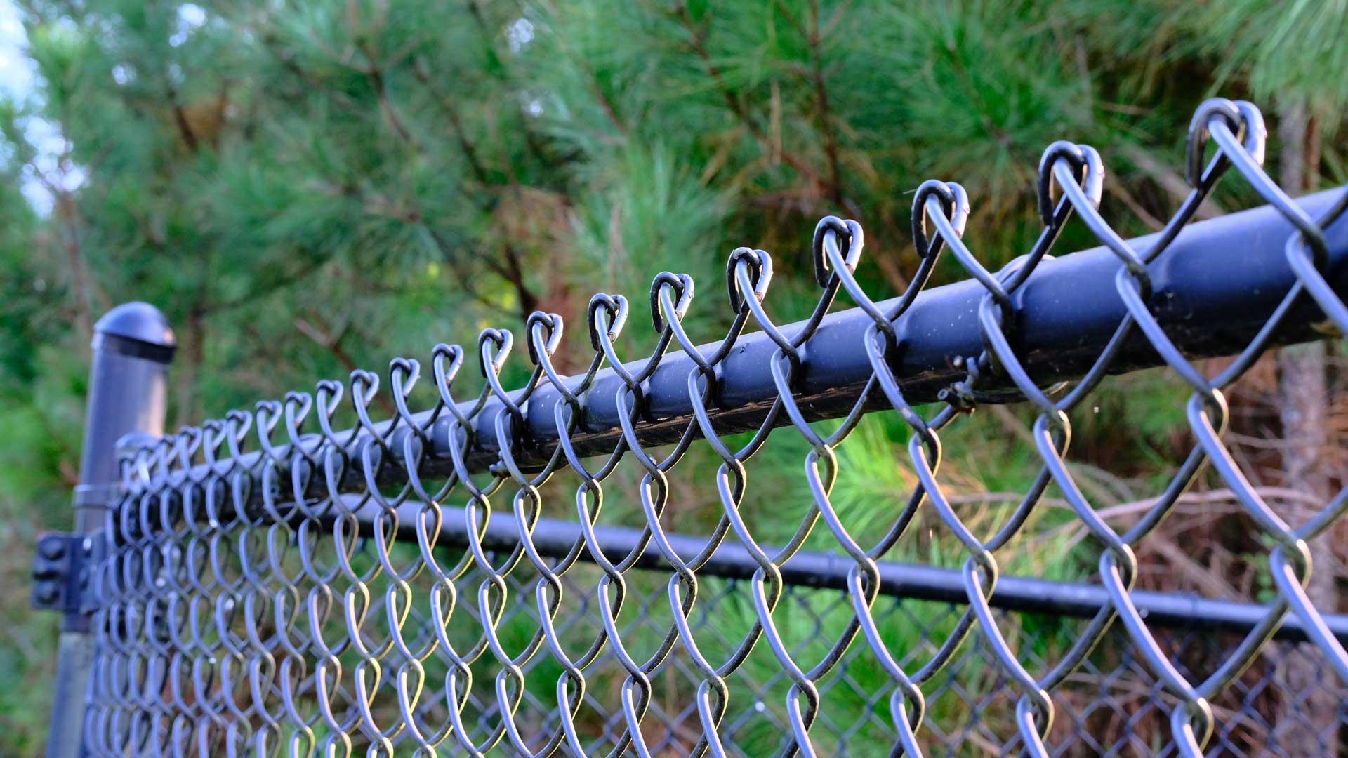 A black chain link fence with pine trees in the background
