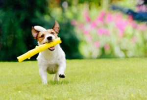 A dog running with a toy in a backyard 
