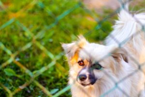 Close up of pekingese dog through a chain link fence